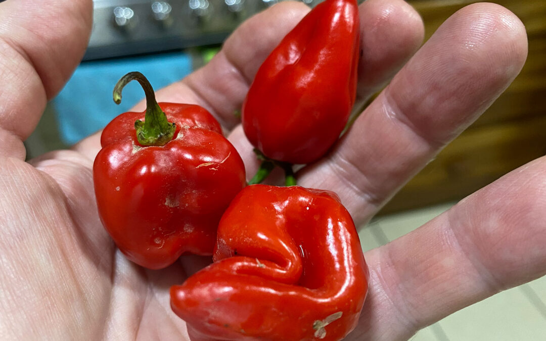Esta buena rica salsa de habanero se cocina en papel de aluminio