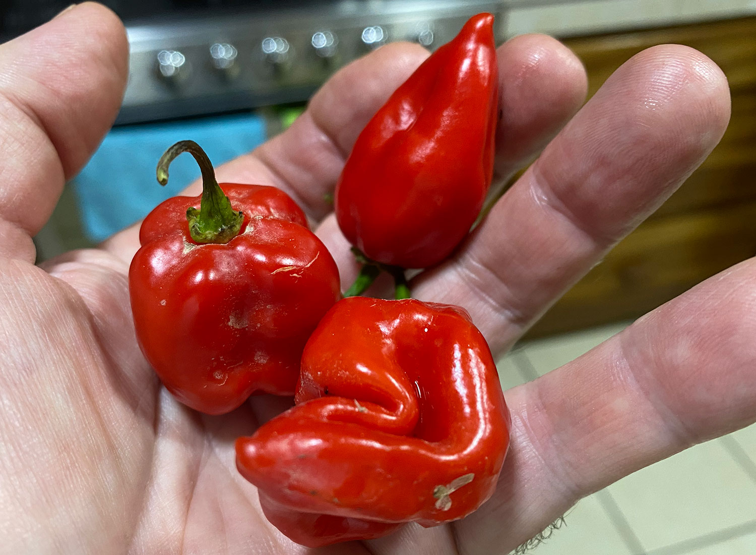 habanero peppers at zandoyo bed and breakfast