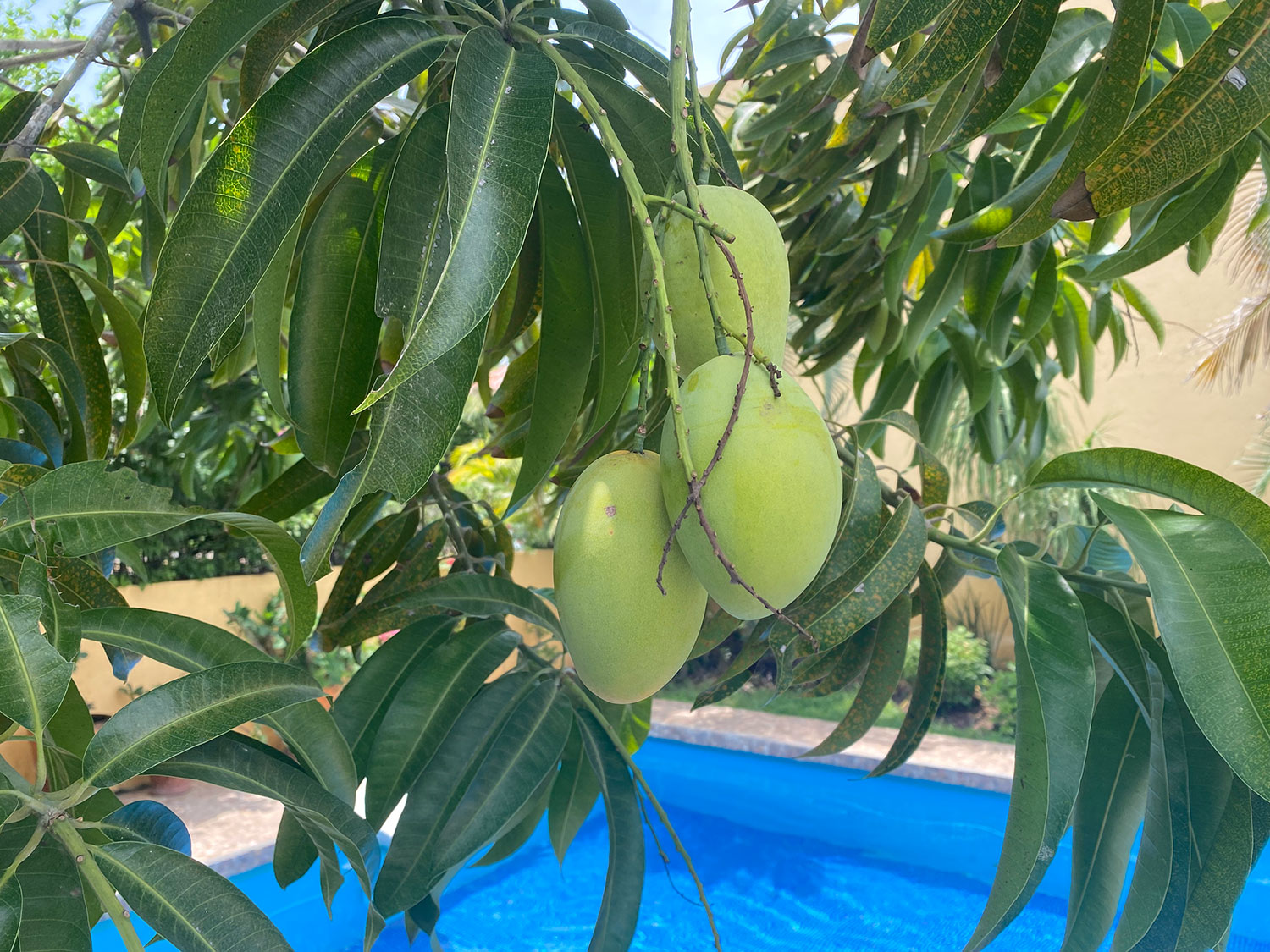 mangos en zandoyo: desayuno en puerto escondido