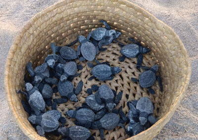 sea turtle release in puerto escondido