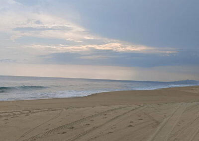 site of baby sea turtle release