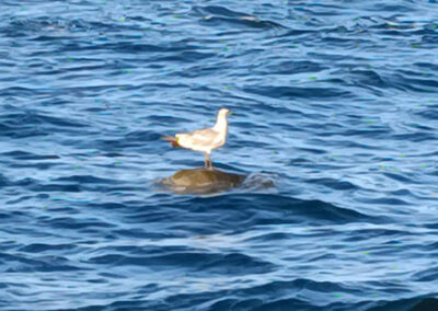 puerto escondido tours