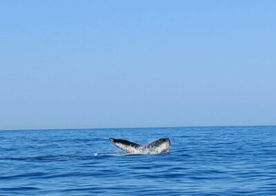 puerto escondido tours