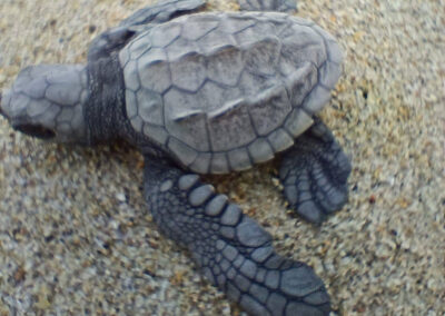 baby sea turtle