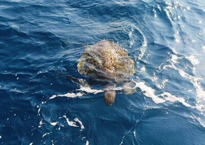 see marine turtles on puerto escondido tours