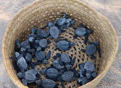 basket400 una cesta llena de crías de tortuga recién nacidas