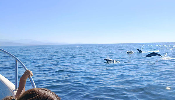 delfines Es muy habitual ver delfines en las excursiones a Puerto Escondido
