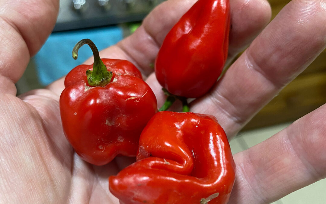 Cook this flavorful habanero sauce in a tinfoil packet