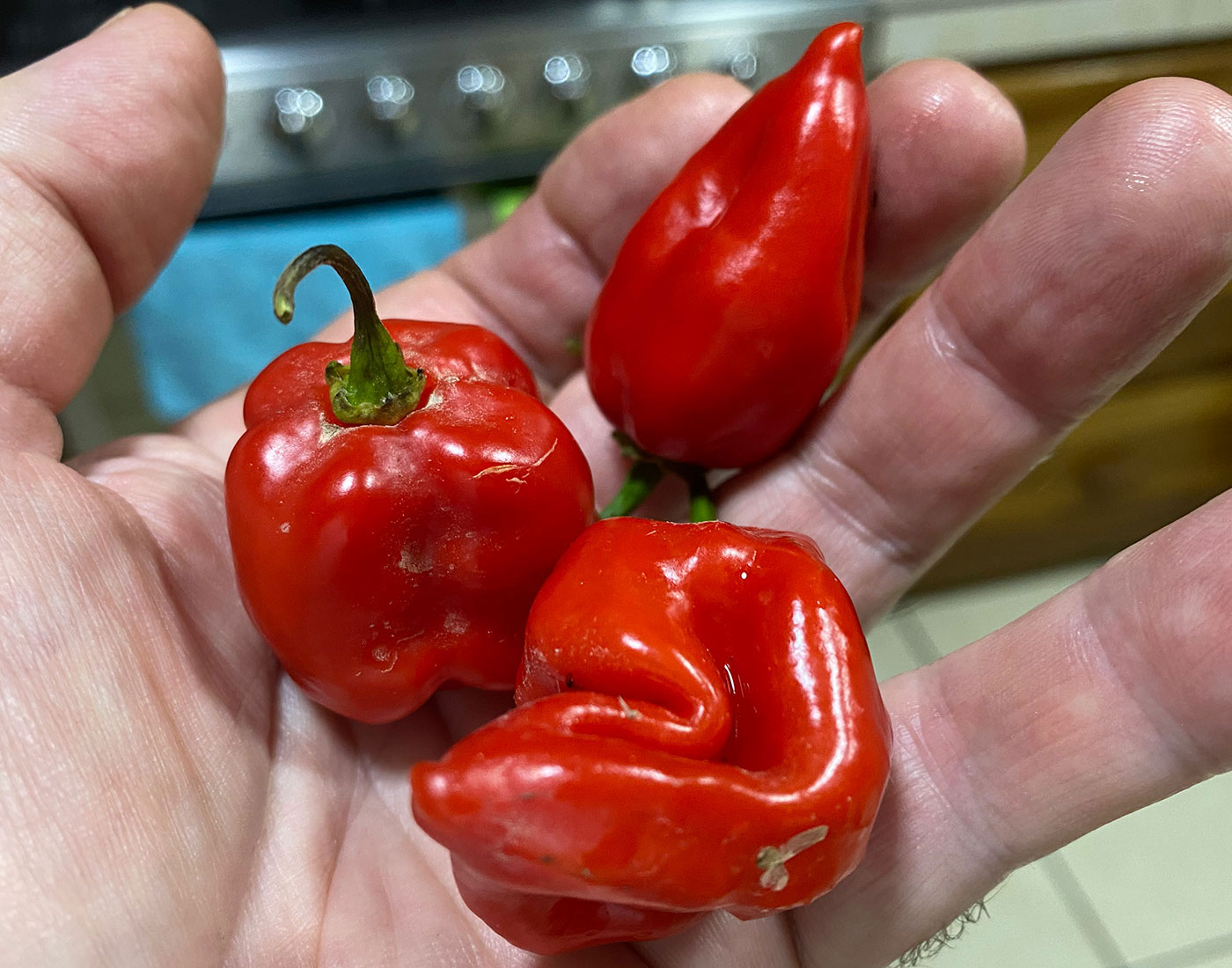 habaneros fresh chiles for habanero sauce