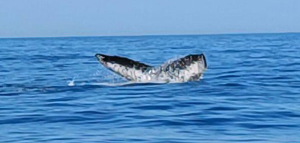 tail600 La cola de las ballenas frente a Puerto Escondido