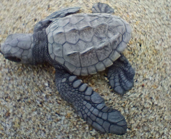 turtle600 La cría de tortuga ya está lista para lanzarse al mar